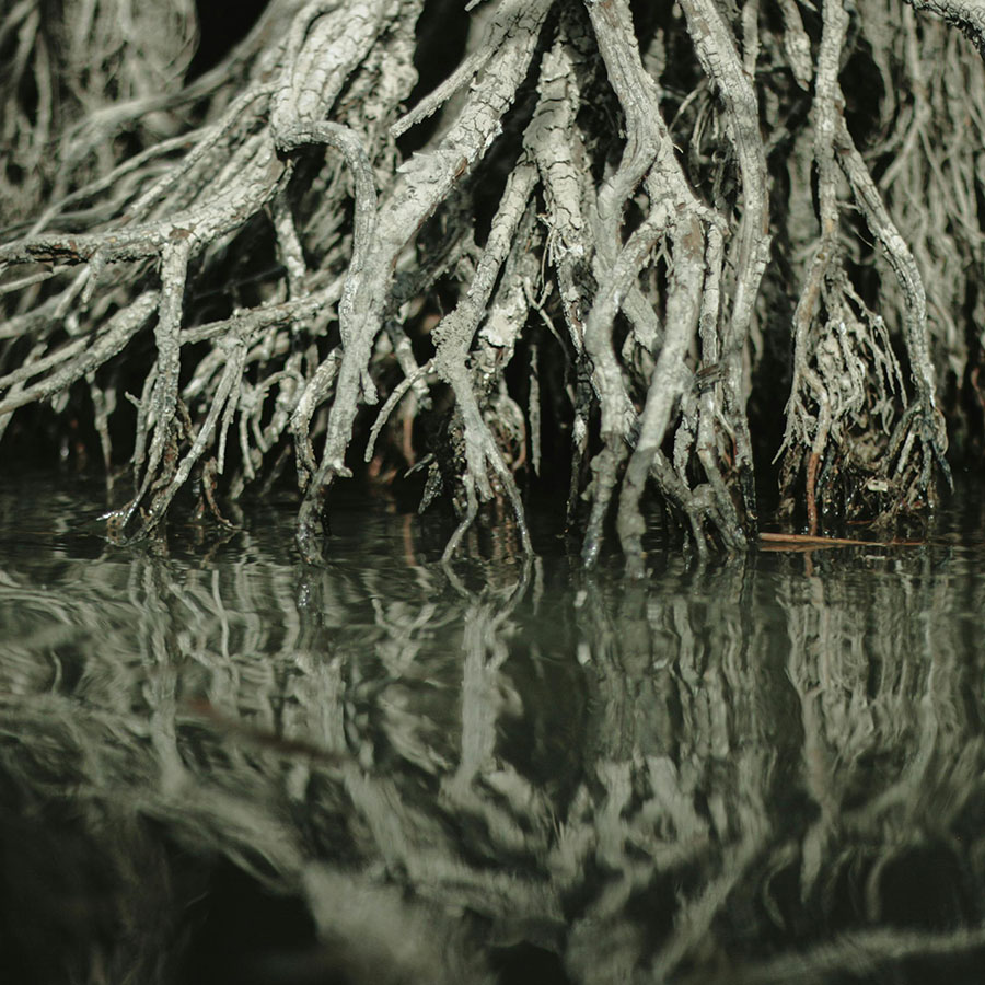 Mangroven die im Wasser wurzeln