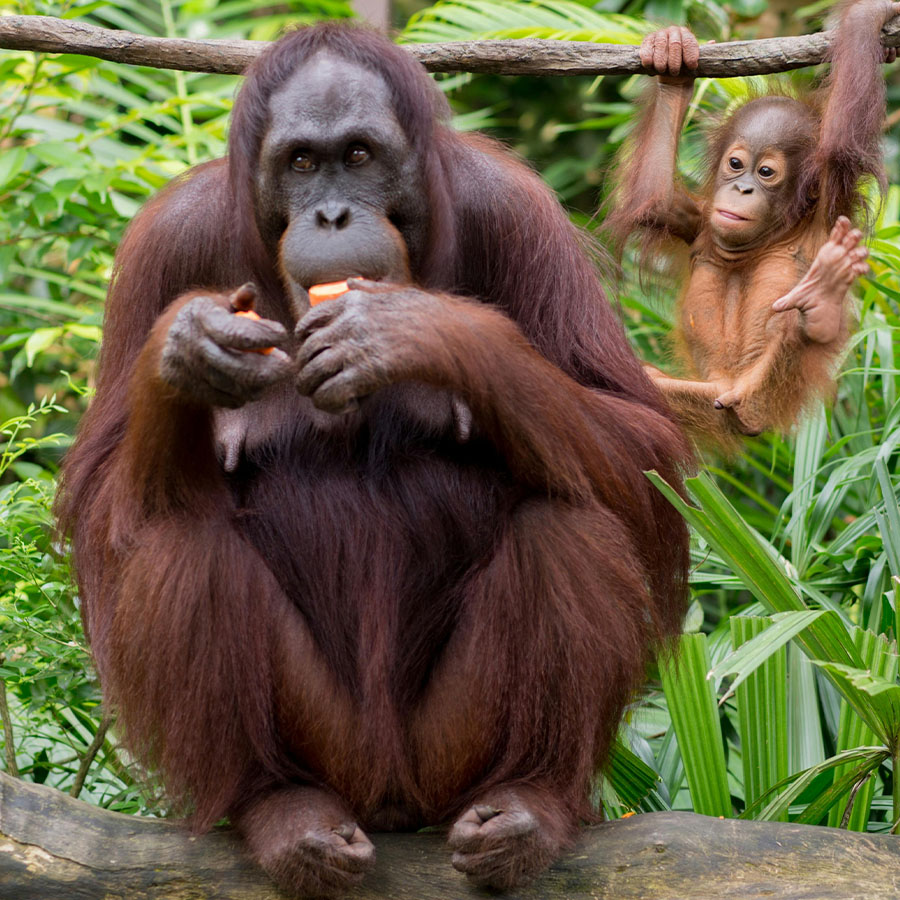 en stor orangutang och dess barn
